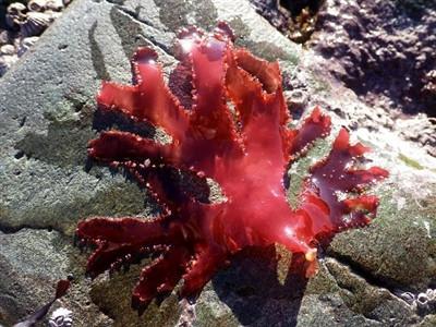 Red Marine Algae (Coralline) Powder 4 oz 1