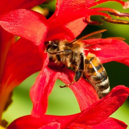 bee-pollenpowder_2000x